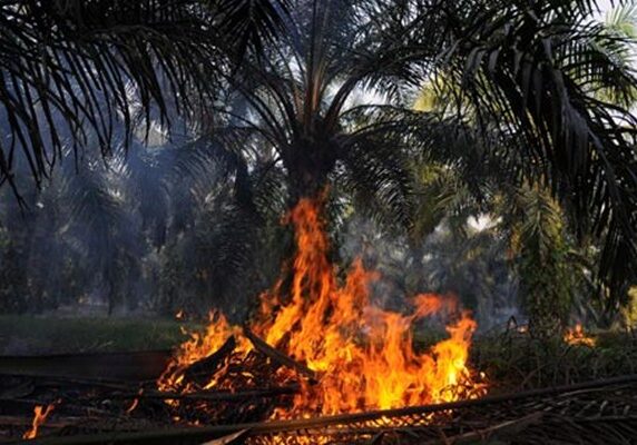 pembakaran lahan sawit