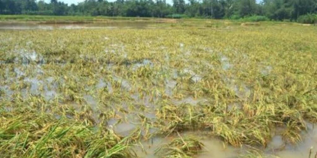 Areal persawahan rusak