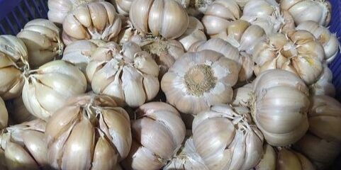 Bawang putih 