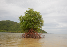 ekosistem pesisir seperti hutan mangrove