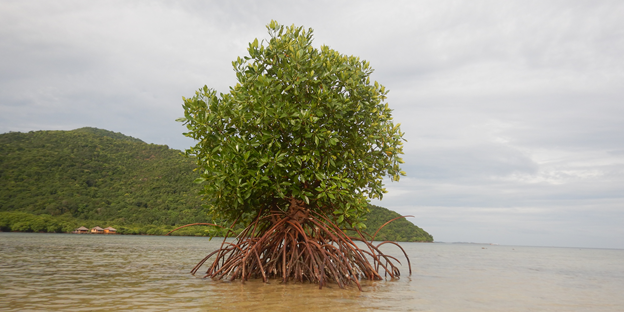 ekosistem pesisir seperti hutan mangrove