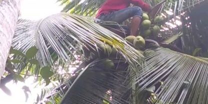 Seorang pemanjat pohon kelapa sedang menurunkan buah kelapa di Kabupaten Deli Serdang, Sumatera Utara. (Foto: Fadmin Malau)

