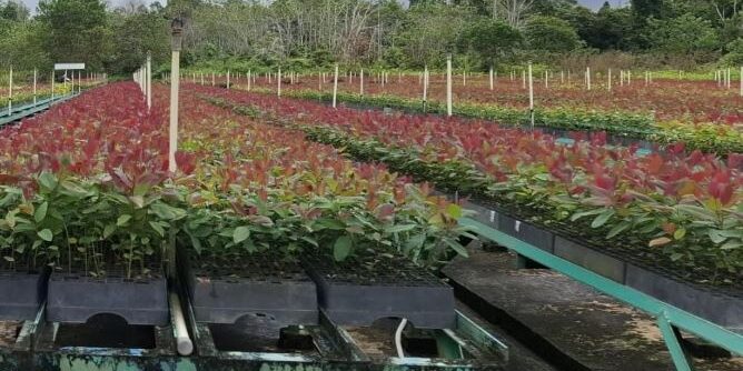 Tanaman Eucalytus di pusat pembibitan (nursery) unit usaha APP Groub sebagai bahan baku berkelanjutan. (Foto: EGINDO/fadmin malau