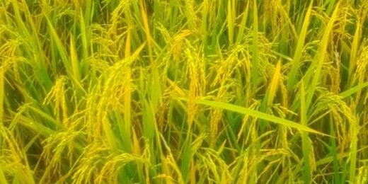 Padi siap panen milik para petani yang gabahnya harus segera dijual. (Foto: Fadmin Malau)

