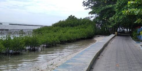 Tanamn Mangrove di Pulau Tidung Kepulauan Seribu. (Foto: Fadmin Malau)


