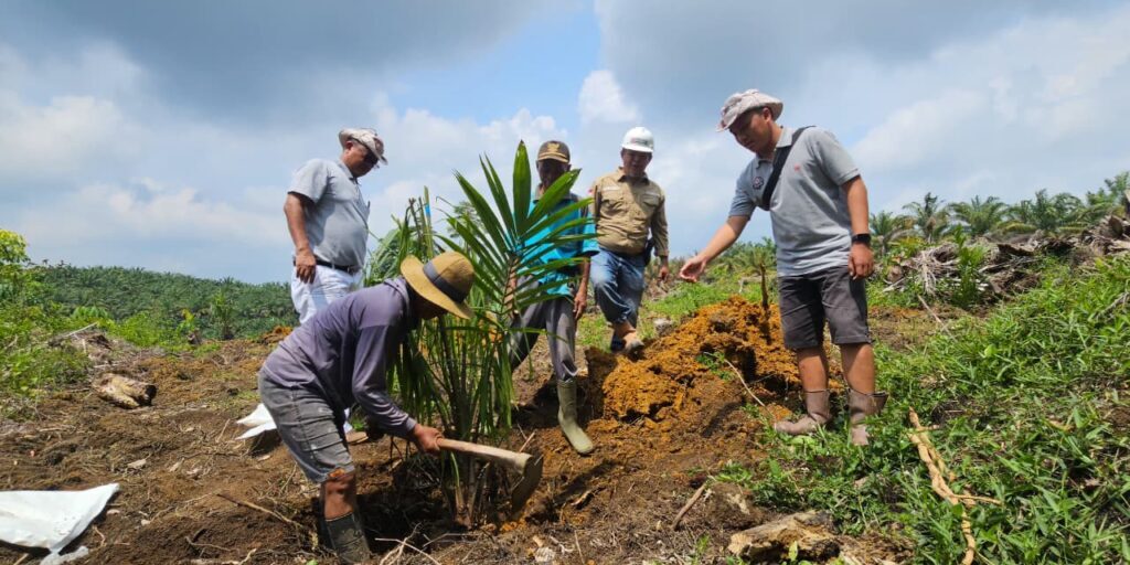 Kemitraan dengan PT Kresna Duta Agroindo melalui program PSR membawa harapan untuk peremajaan berkelanjutan dan masa depan yang lebih baik