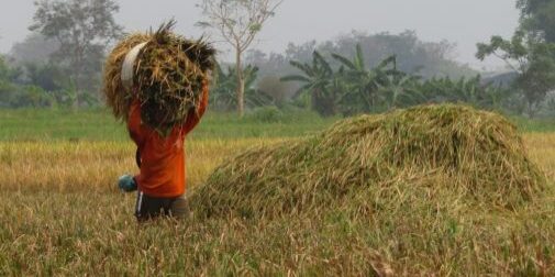 Gabah kering Petani