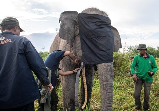 Pemasangan GPS Collar pada kelompk gajah sumatera di kantong Habitat Sugihan-Simpang Heran, OKI