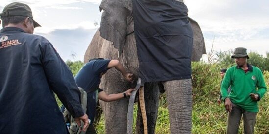 Pemasangan GPS Collar pada kelompk gajah sumatera di kantong Habitat Sugihan-Simpang Heran, OKI