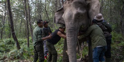APP gunakan teknologi pelacakan gajah dengan kalung GPS untuk memantau populasi gajah


