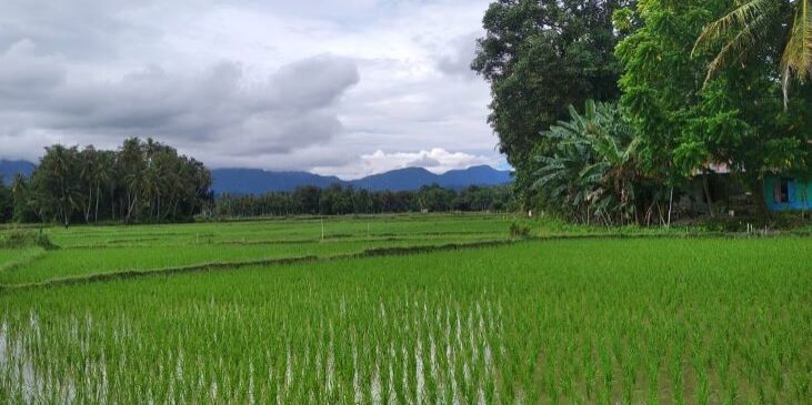 Hamparan padi di Desa Bungo Tanjung Kecamatan Barus, Kabupaten Tapanuli Tengah, Provinsi Sumatera Utara tumbuh menghijau, tumbuh subur membutuhkan pupuk berkualitas. (Foto: Fadmin Malau)