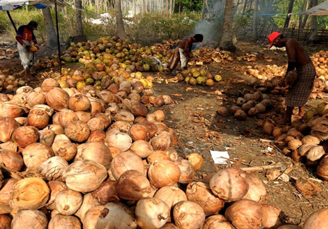 Produksi Kelapa di Selayar, pulau kecil di selatan Sulawesi dijadikan Kopra sampai tahun 2022

