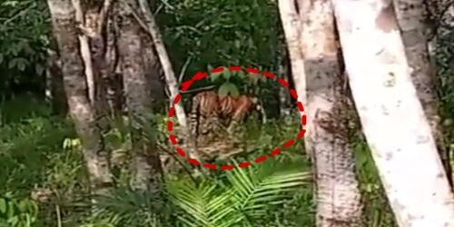 Harimau di Kebun (Ilustrasi)