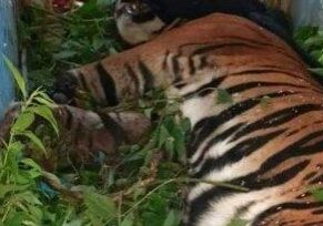 Tim Balai Besar Konservasi Sumber Daya Alam Sumatera Utara berhasil mengevakuasi seekor harimau sumatera di Simalungun (Foto: BBKSDASU)