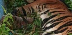 Tim Balai Besar Konservasi Sumber Daya Alam Sumatera Utara berhasil mengevakuasi seekor harimau sumatera di Simalungun (Foto: BBKSDASU)