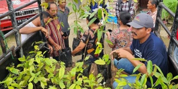 Bibit Kemenyan