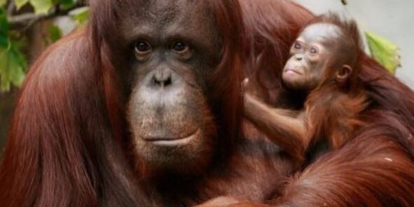 Induk orangutan sumatera “Pesek” bersama bayinya di kawasan Bukit Lawang, Taman Nasional Gunung Leuser. (Foto: dok BBTNGL Sumut)