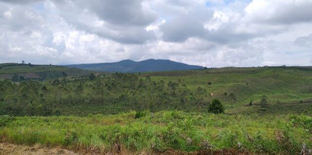 Masih banyak lahan yang masih kosong dengan pepohonan di Tapanuli. (Foto: Fadmin Malau)


