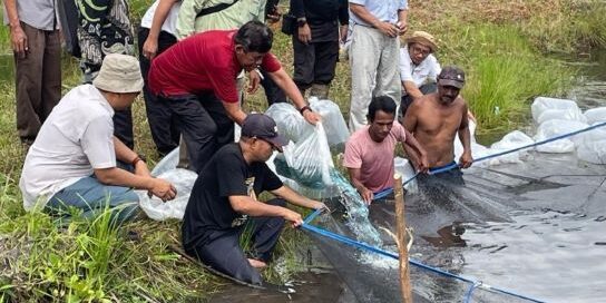 Masyarakat Suku Sakai di Desa Kesumbo Ampai menabur benih ikan di kanal kanal PT Arara Abadi