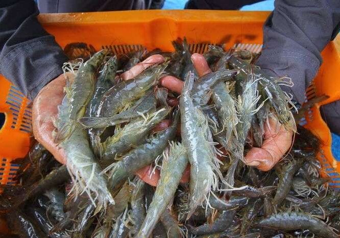 Nelayan memperlihatkan hasil tangkapan udang