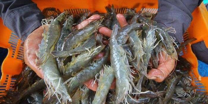 Nelayan memperlihatkan hasil tangkapan udang