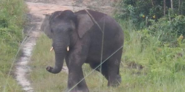 Gajah Sumatera di Bentang Alam Bukit Tigapuluh Jambi, BKSDA Jambi akan melakukan kolaborasi dengan sejumlah pihak. (Foto: dok BKSDA Jambi