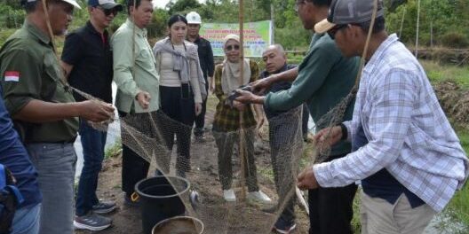 Panen raya ikan air tawar jenis baung (Foto: dok APP Group)