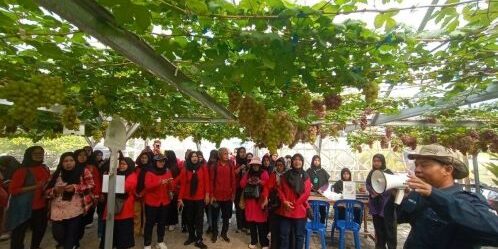 Kelompok Wanita Tani (KWT) binaan di Al Markaz Komobid Agro Wisata Serang, Banten.


