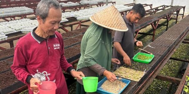 APP Group melalui penelitian mikoriza kembalikan lahan gambut sebagai proyek lingkungan

