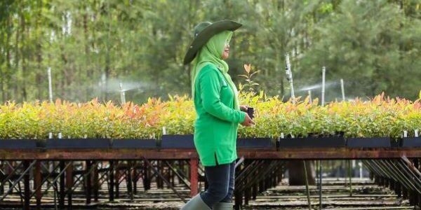 Nurseri, pusat pembibitan eucalyptus milik APP Sinarmas yang memproduksi jutaan bibit tanaman hutan industri. (Foto: dok APP)