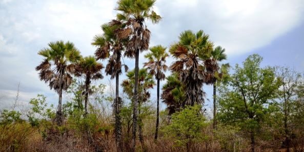 Tanaman lontar tumbuh subur