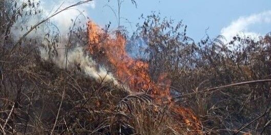 Kebakaran Hutan dan Lahan di Kawasan Perbukitan Danau Toba