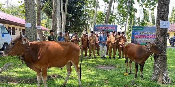 Sebanyak 12 ekor sapi hewan qurban disalurkan ke kampung-kampung berada di wilayah operasional perusahaan. (Foto: dok Indah Kiat)