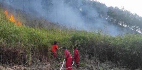 Hutan Kabupaten Samosir 