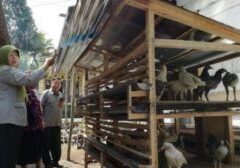 Penerima-Bantuan-Diajari-Ternak-Ayam-Di-Purbalingga_20180525_140450