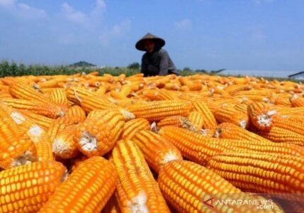 Ilustrasi - Petani panen jagung