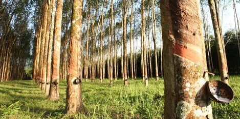 Karet Alam Indonesia 
