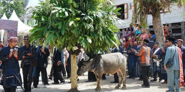 Horja Bius Mangalat Horbo dengan ritual adat “Pasahat Horbo Lae-Lae Tu Dolok Pusuk Buhit”