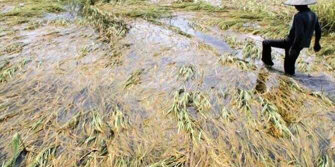 Sawah terbenam banjir
