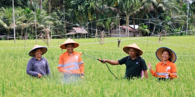 Agincourt Resources inisiatif ekonomi dengan menjalankan pertanian organik, penangkaran padi

