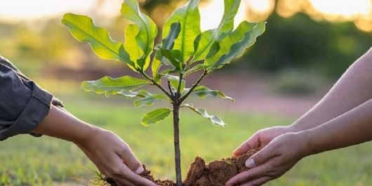 menanam  satu miliar pohon 